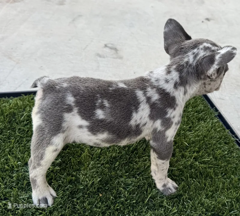 Mommas – French Bulldog puppy for sale in Tucson, AZ