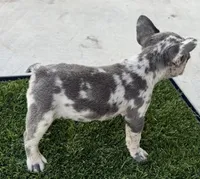 Mommas, a female French Bulldog for sale in Tucson, AZ – 1 of 4