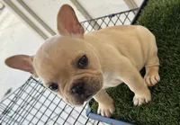 Pa, a male French Bulldog for sale in Tucson, AZ – 3 of 6