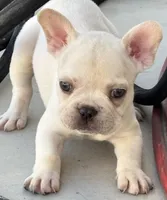 Booda , a male French Bulldog for sale in Tucson, AZ – 2 of 3