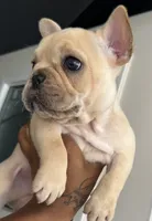 Pa, a male French Bulldog for sale in Tucson, AZ – 5 of 6