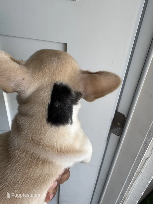Pa – French Bulldog puppy for sale in Tucson, AZ