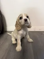 Lady, a female English Cocker Spaniel for sale in Phelan, CA – 3 of 5