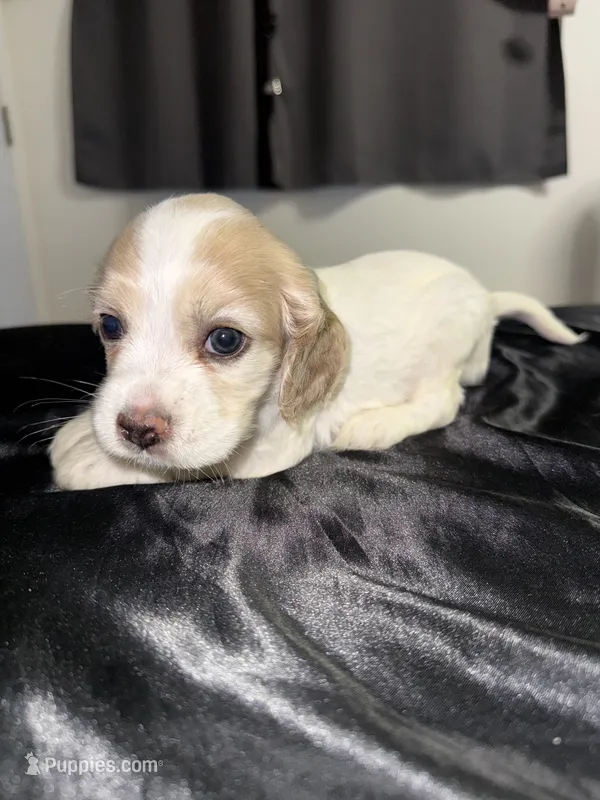 Coco – English Cocker Spaniel puppy for sale in Phelan, CA