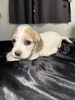 Coco, a male English Cocker Spaniel for sale in Phelan, CA – 1 of 1