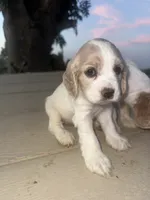 Ace, a male English Cocker Spaniel for sale in Phelan, CA – 1 of 1