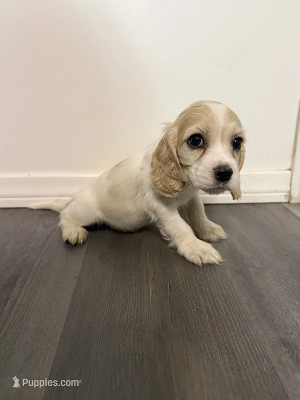 Dior – English Cocker Spaniel puppy for sale in Phelan, CA