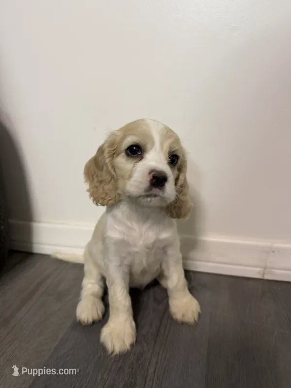 Lady – English Cocker Spaniel puppy for sale in Phelan, CA