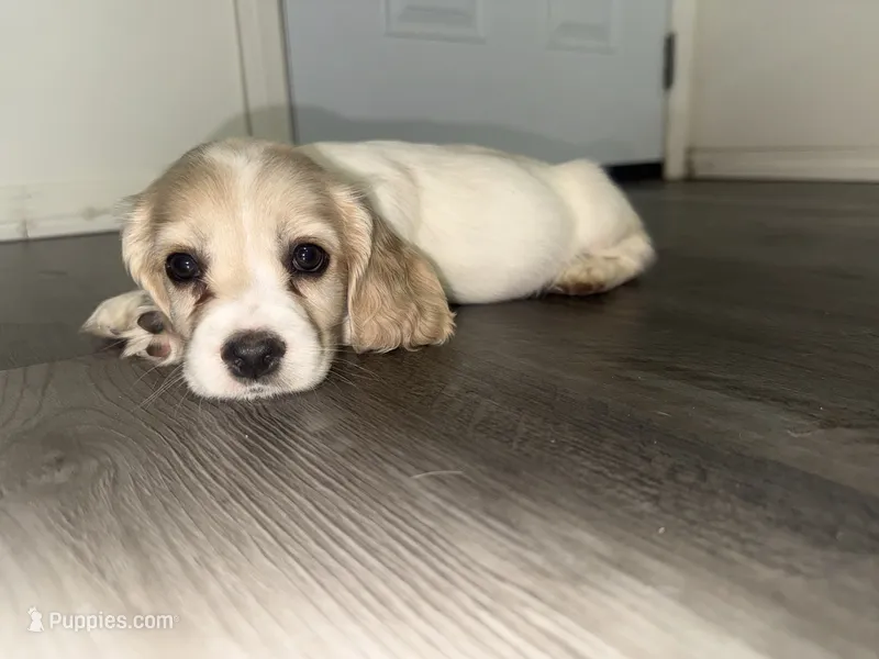 Coco – English Cocker Spaniel puppy for sale in Phelan, CA