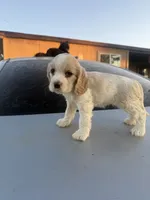 Dior, a male English Cocker Spaniel for sale in Phelan, CA – 2 of 2