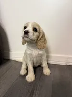 Lady, a female English Cocker Spaniel for sale in Phelan, CA – 2 of 5