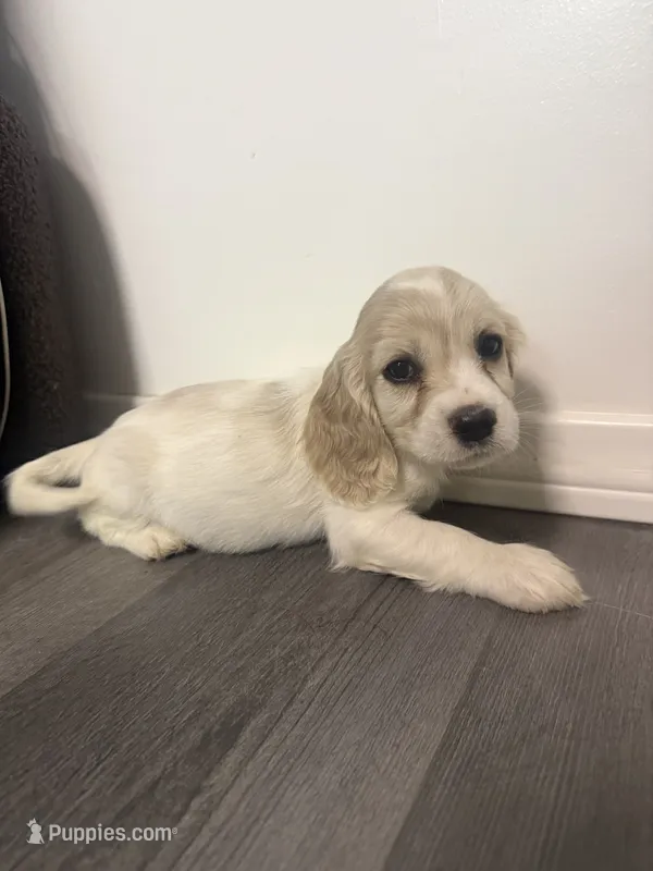 Ace – English Cocker Spaniel puppy for sale in Phelan, CA