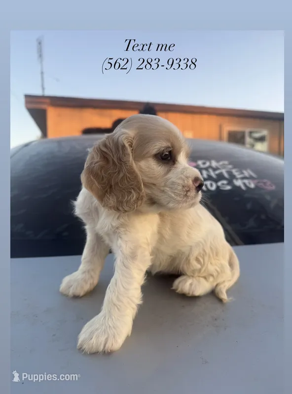 Dior – English Cocker Spaniel puppy for sale in Phelan, CA