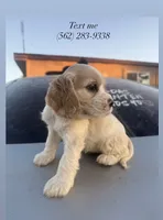 Dior, a male English Cocker Spaniel for sale in Phelan, CA – 1 of 2