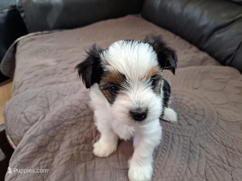 Cookie – Biewer puppy for sale in New Castle, PA