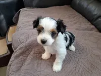 Cookie, a female Biewer for sale in New Castle, PA – Photo 2 of 4