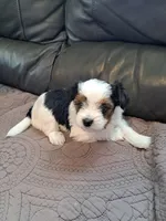 Cookie, a female Biewer for sale in New Castle, PA – Photo 3 of 4