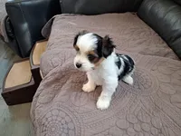 Cookie, a female Biewer for sale in New Castle, PA – Photo 4 of 4