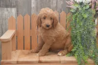 Sanford, a male Goldendoodle for sale in Millmont, PA – 4 of 5