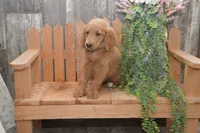 Skipper, a male Goldendoodle for sale in Millmont, PA – 3 of 5