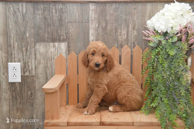 Sanford – Goldendoodle puppy for sale in Millmont, PA