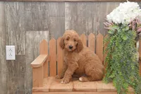 Sanford, a male Goldendoodle for sale in Millmont, PA – 1 of 5