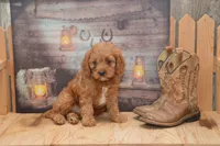 Laine, a male Cavapoo for sale in Millmont, PA – 4 of 4