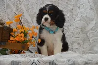 Wade, a male Cavalier King Charles Spaniel for sale in Millmont, PA – 1 of 5