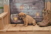Fletcher, a male Jack Russell Terrier and Pug for sale in Millmont, PA – 5 of 5