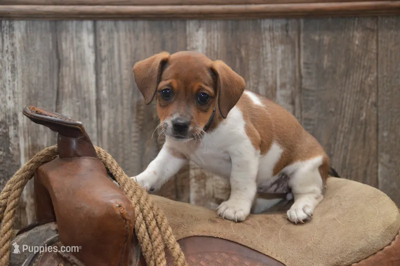 Faith – Jack Russell Terrier, Pug puppy for sale in Millmont, PA