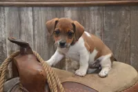 Faith, a female Jack Russell Terrier and Pug for sale in Millmont, PA – 1 of 4