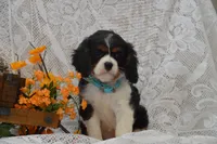 Wade, a male Cavalier King Charles Spaniel for sale in Millmont, PA – 2 of 5