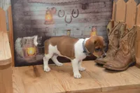 Faith, a female Jack Russell Terrier and Pug for sale in Millmont, PA – 4 of 4