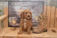 Lucas, a male Cavapoo for sale in Millmont, PA – 2 of 4
