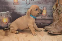 Fletcher, a male Jack Russell Terrier and Pug for sale in Millmont, PA – 4 of 5