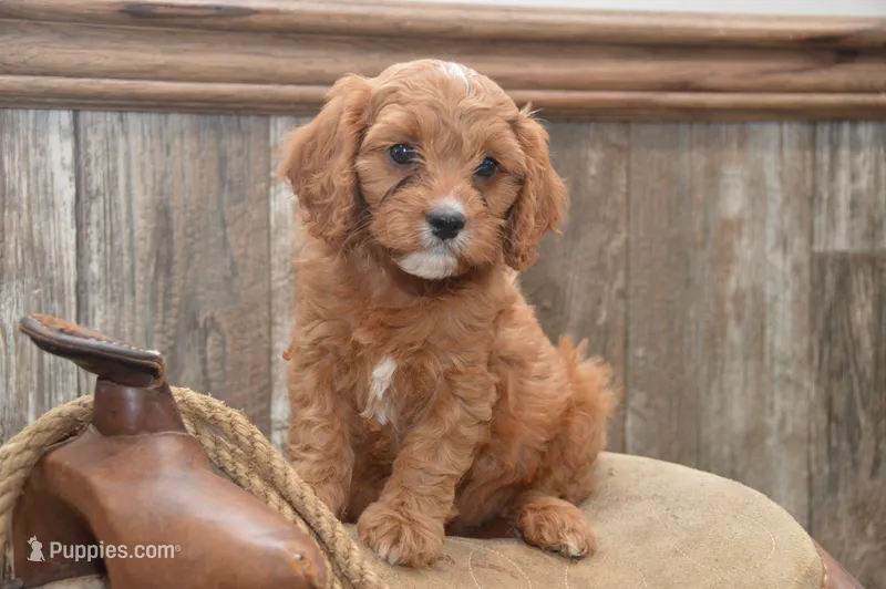 Lamont – Cavapoo puppy for sale in Millmont, PA