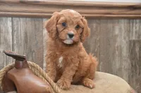 Lamont, a male Cavapoo for sale in Millmont, PA – 1 of 4