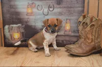Fern, a female Jack Russell Terrier and Pug for sale in Millmont, PA – 4 of 6