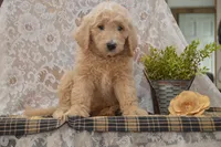 Spencer, a male Goldendoodle for sale in Millmont, PA – 5 of 5