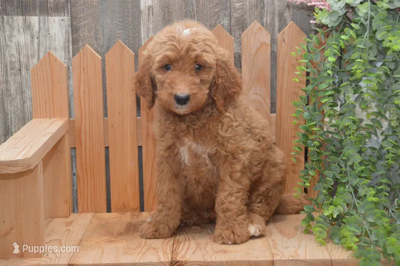Sonny – Goldendoodle puppy for sale in Millmont, PA
