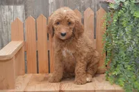 Sonny, a male Goldendoodle for sale in Millmont, PA – 1 of 4