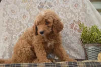 Sonny, a male Goldendoodle for sale in Millmont, PA – 3 of 4