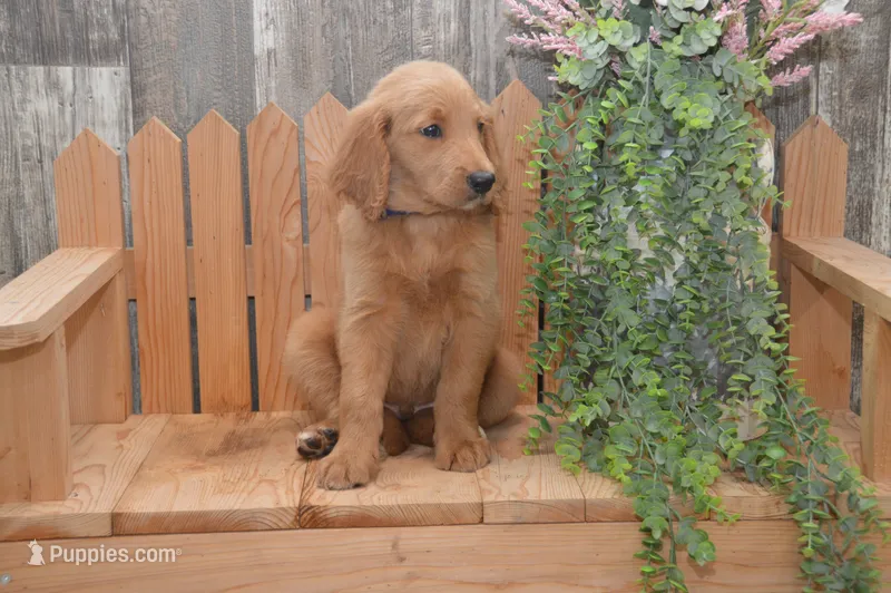Skipper – Goldendoodle puppy for sale in Millmont, PA