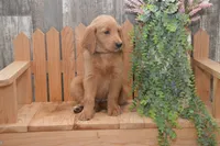 Skipper, a male Goldendoodle for sale in Millmont, PA – 1 of 5