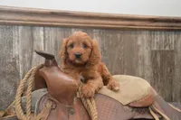 Lakoda, a male Cavapoo for sale in Millmont, PA – 6 of 7