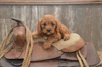 Laine, a male Cavapoo for sale in Millmont, PA – 3 of 4