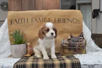 Colton, a male Cavalier King Charles Spaniel for sale in Millmont, PA – Photo 3 of 4