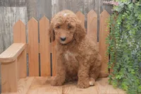 Sonny, a male Goldendoodle for sale in Millmont, PA – 2 of 4