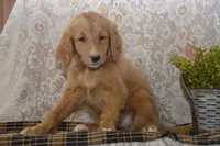 Shelby, a female Goldendoodle for sale in Millmont, PA – 3 of 6