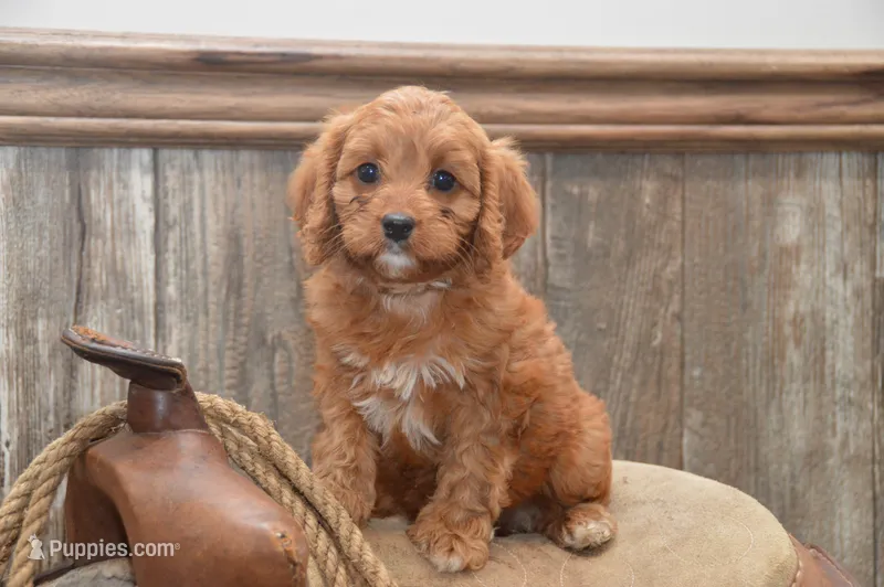 Lassie – Cavapoo puppy for sale in Millmont, PA